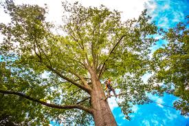 Best Seasonal Cleanup (Spring/Fall)  in Strawberry Point, IA