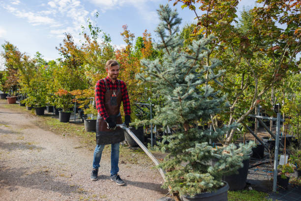 Reliable Strawberry Point, IA Tree Services Solutions
